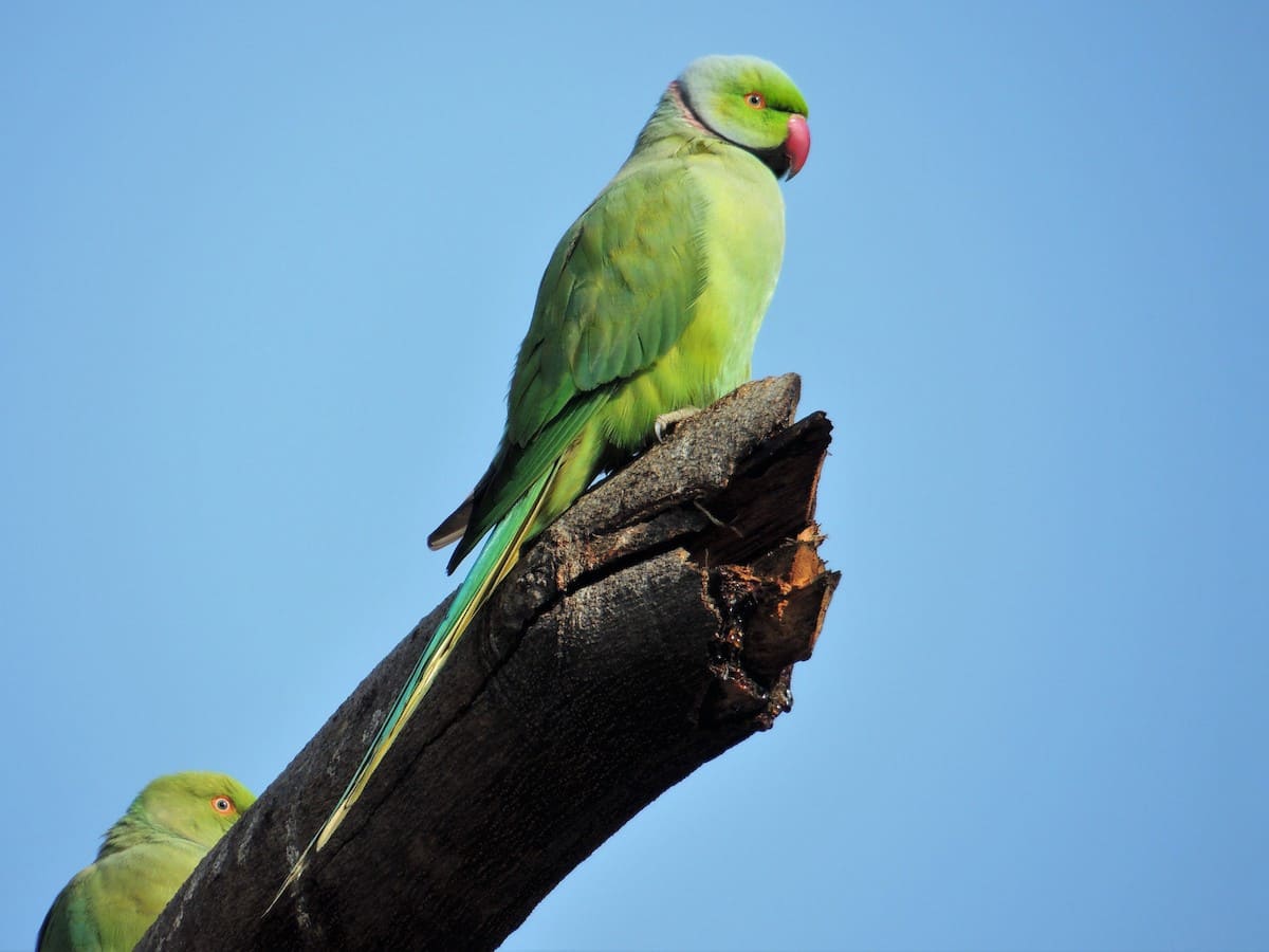 Rose-ringed Parakeet